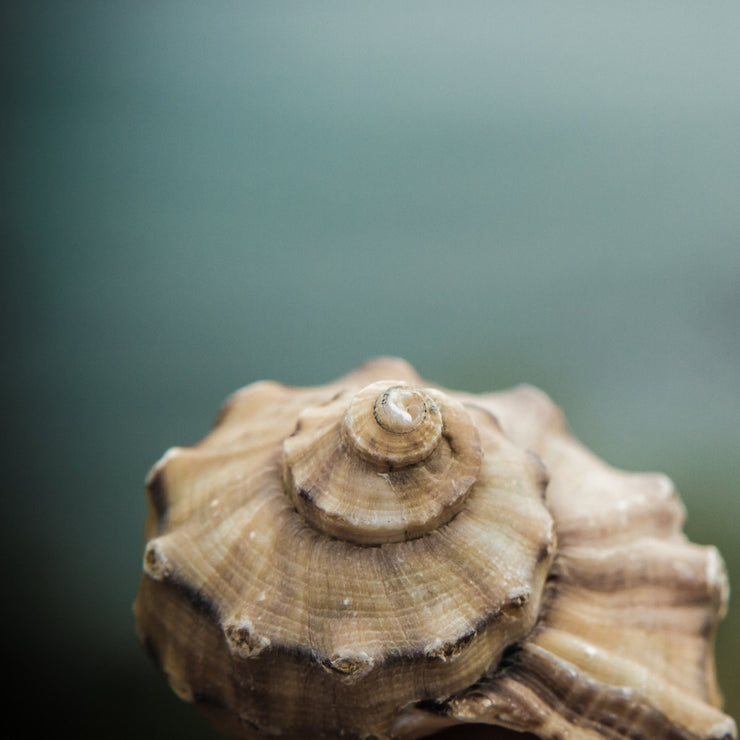 Seashell Print | Nature Macro Seashell Photography