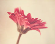 Pink Flower Print | Pink Gerbera Daisy