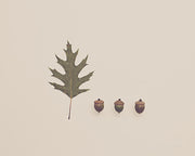 Acorns and Oak Leaf - Photography Print