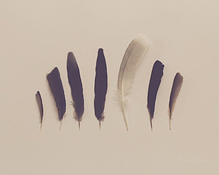 Feathers Photography